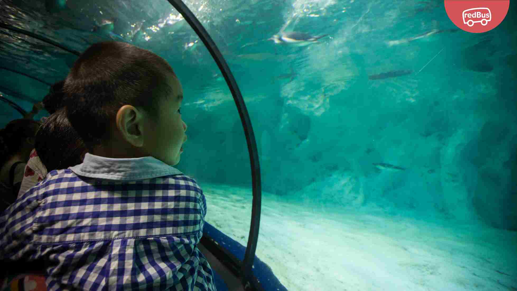 Aquaria klcc tunnel